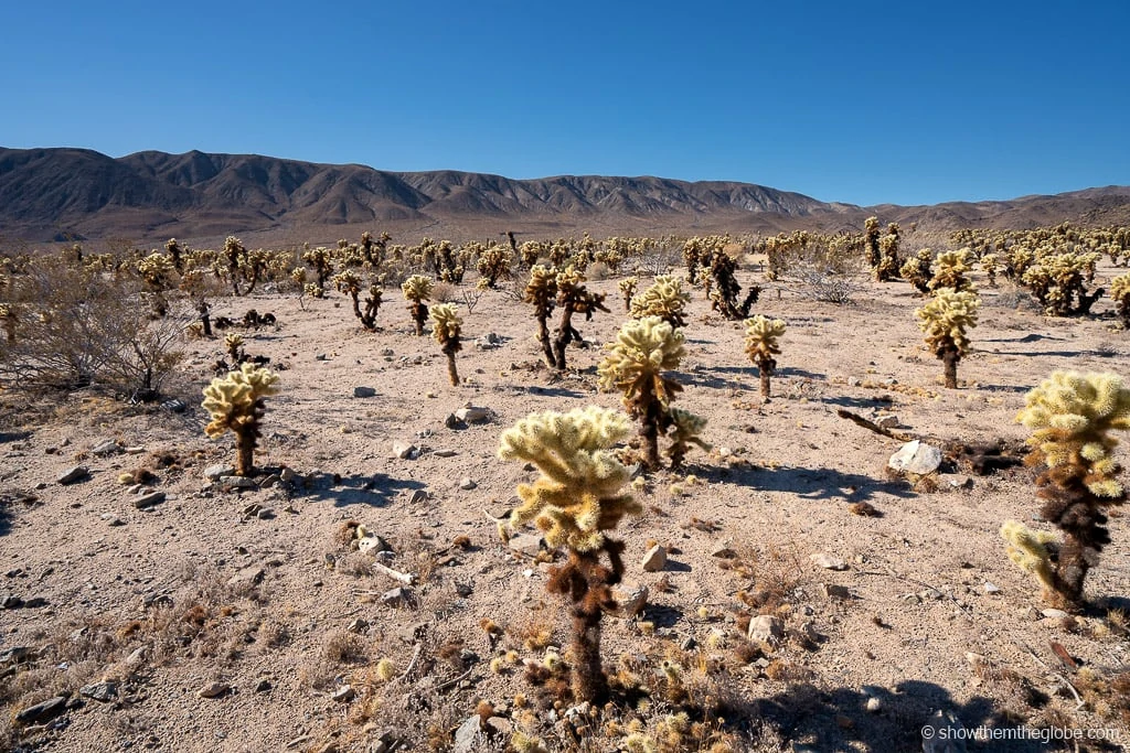 Joshua Tree with Kids