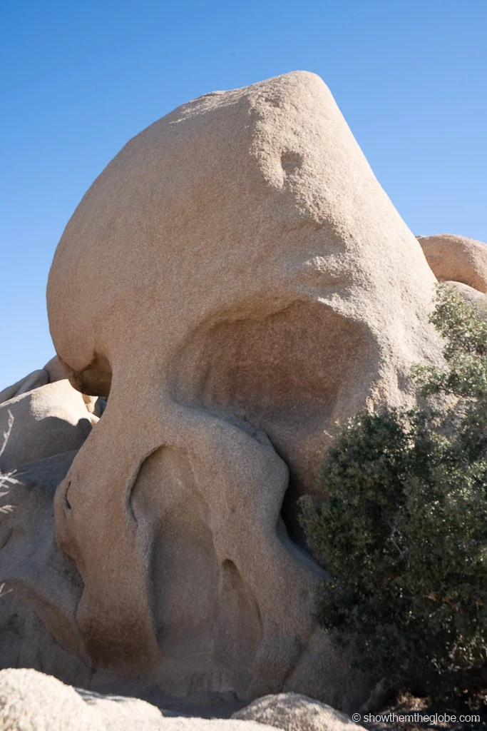 Joshua Tree with Kids