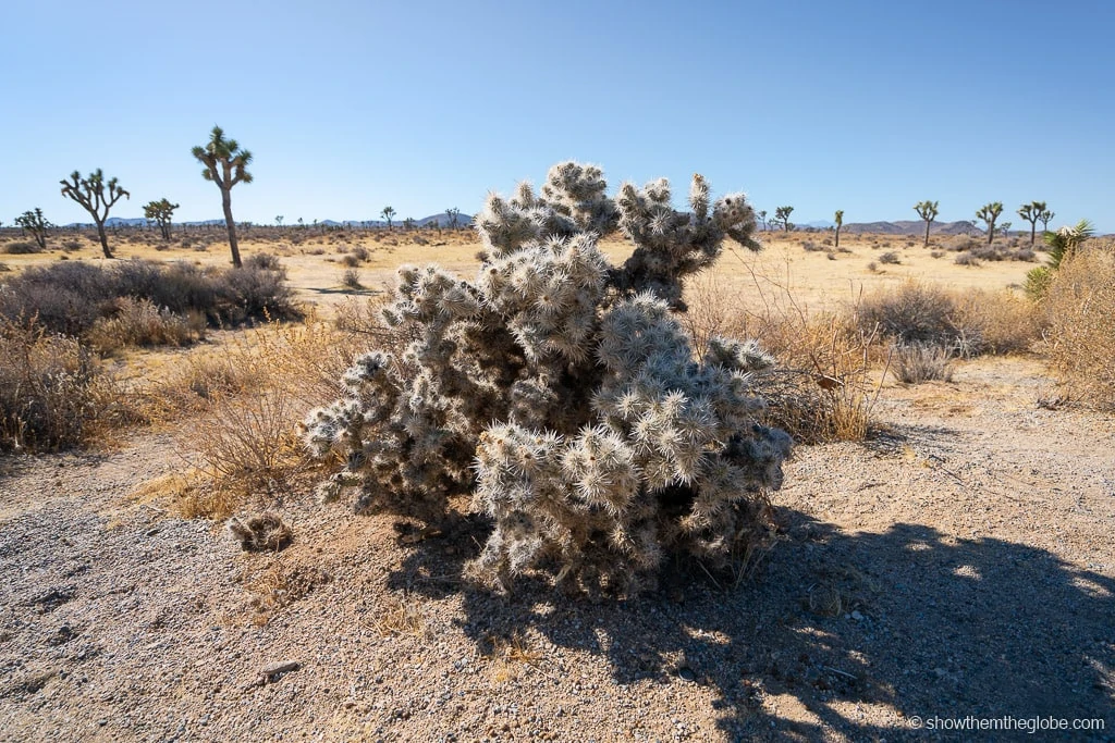 Joshua Tree with Kids