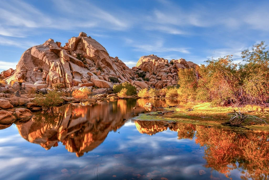 Joshua Tree with Kids