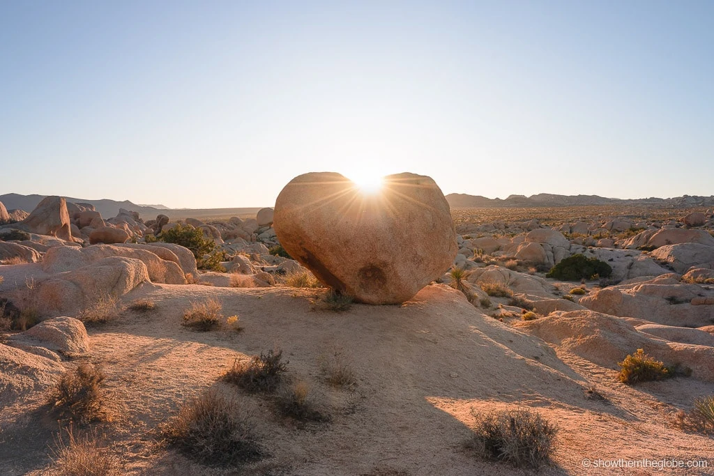 Joshua Tree with Kids