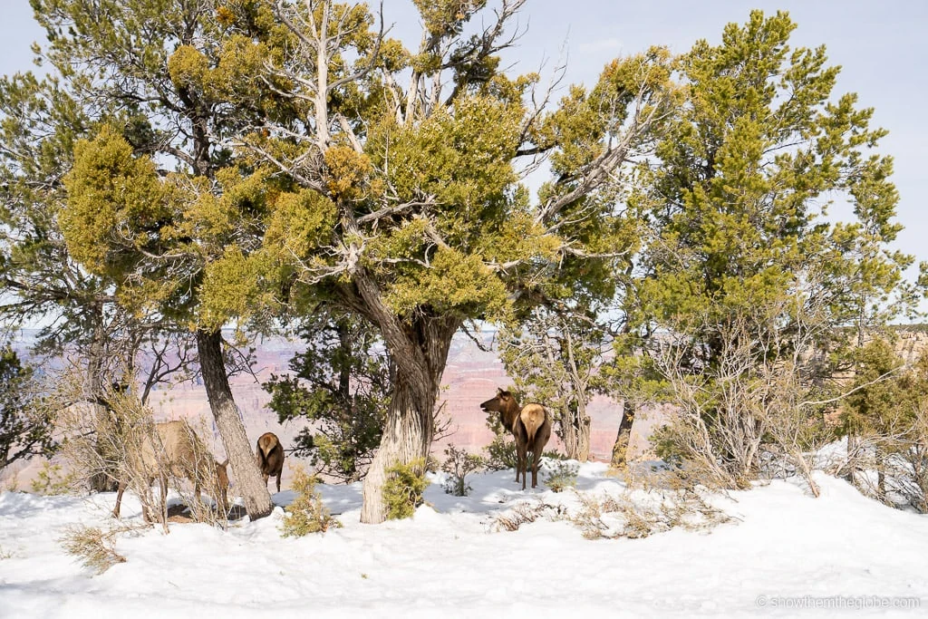 Things to do Grand Canyon with Kids