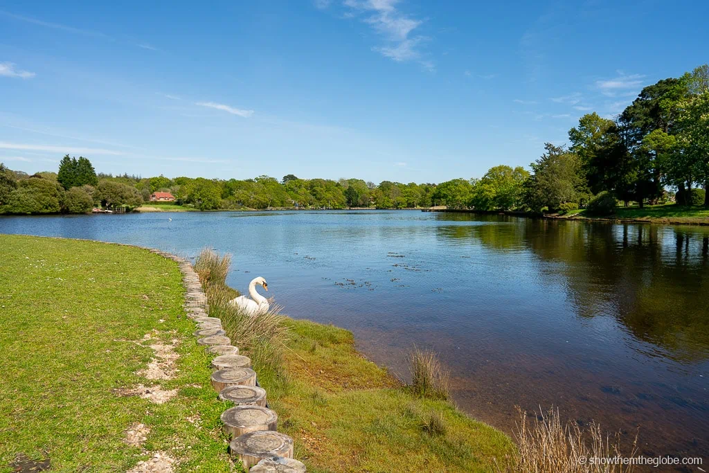 Things to do in the New Forest with kids