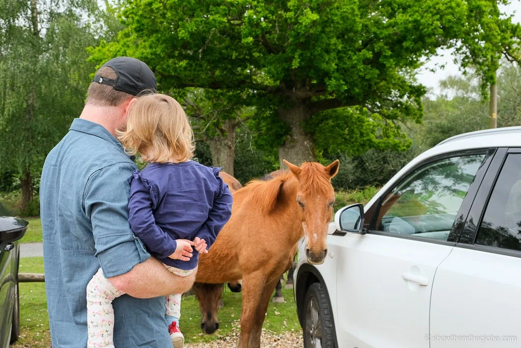 Things to do in the New Forest with kids