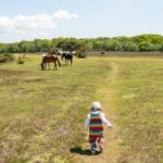 Things to do in the New Forest with kids