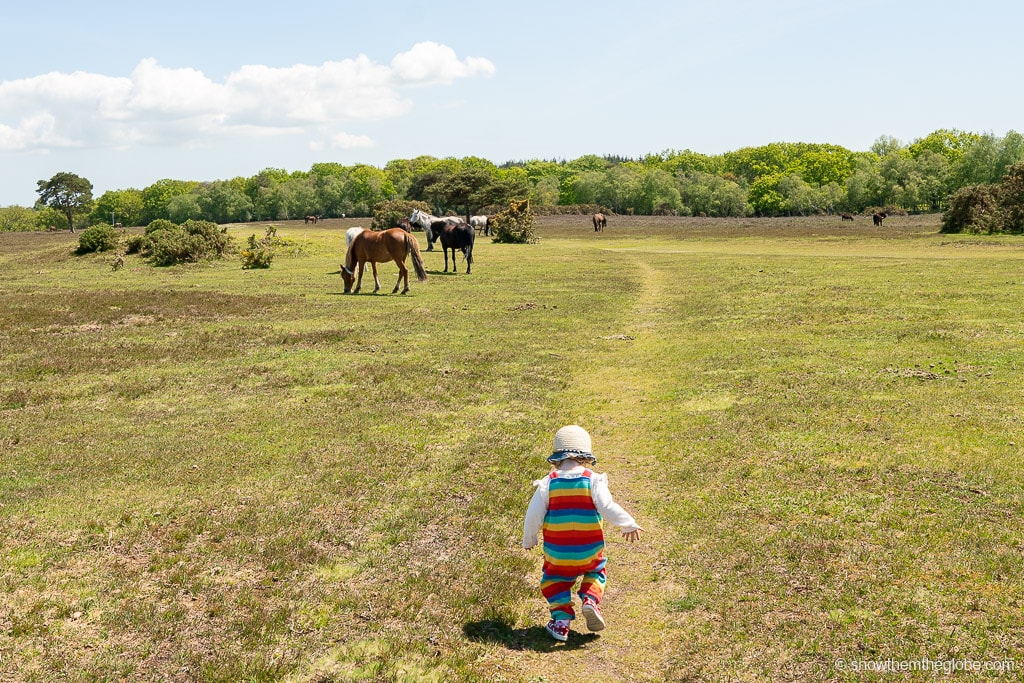 Things to do in the New Forest with kids